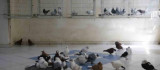 'Güvercin Otel'de kalan binlerce güvercin klimalı ortamda leğene doldurulan suya girerek serinliyor