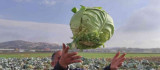 50 kilogramlık lahana üretti, Ukrayna ve Belçika'dan alıcı buluyor