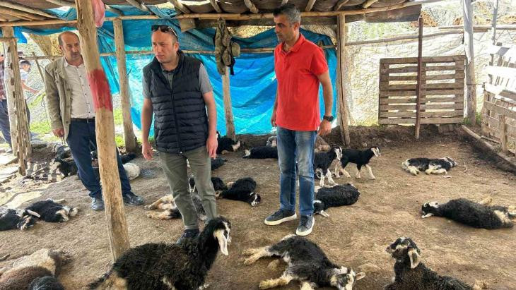 Başıboş köpek saldırısında 15 hayvanı telef olan çiftçiye hayırsever desteği