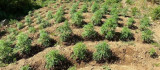 Bingöl'de 2 bin 440 kök kenevir bitkisi ele geçirildi