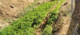 Bingöl'de 21 bin kök kenevir bitkisi ele geçirildi