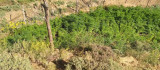 Bingöl'de 5 bin kök kenevir bitkisi ele geçirildi