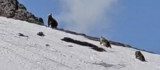Bingöl'de ayılar karla kaplı tepede görüntülendi