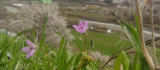 Bingöl'de bir yanda kara kış bir yanda bahar yaşanıyor