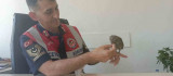 Bingöl'de bitkin halde bulunan kukumav kuşu tedavisinin ardından doğaya salındı