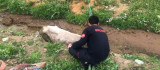 Bingöl'de çamura saplanan inek kurtarıldı
