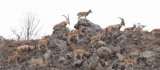 Bingöl'de dağ keçisi sürüsü doğal ortamında görüntülendi