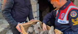 Bingöl'de jandarma, 8 yavru ve anne köpeği donmak üzereyken kurtardı