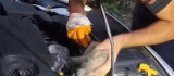 Bingöl'de otomobilin motor kısmına giren yavru kediyi itfaiye çıkardı