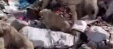 Bingöl'de yavru köpekler iple birbirine bağlanıp çöplüğe atıldı