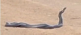 Bingöl'de yol üzerinde yılanların dansı görüntülendi