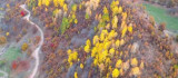 Bingöl'deki ormanlık alanlarda renk cümbüşü