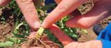 Bingöl'deki sebze ekili alanlar kontrol ediliyor