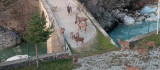 Dağ keçileri köprü üzerinde sürü halinde görüntülendi
