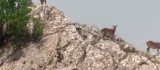 Dağ keçileri sürü halinde Harput'ta görüntülendi