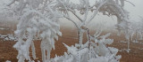Darende'de kar beklenirken ağaçlar kırağı tuttu