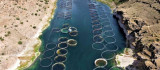 Denizi olmayan Elazığ balık ihracatından 29 milyon dolar gelir elde etti, hedef 50 milyon dolar