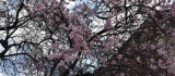 Dicle'de ağaçların çiçek açmasıyla renk cümbüşü oluştu