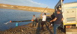 Diyarbakır'da 600 bin adet 'Şabut balığı' su kaynağına bırakıldı