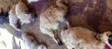 Diyarbakır'da ağıla giren köpek sürüsü yaklaşık 40 koyunu telef etti