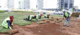Diyarbakır'da bulvar yeşillendirme çalışmaları devam ediyor