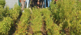 Diyarbakır'da lise öğrencileri sebze ve meyve ağaçları yetiştirme hakkında bilgi aldı