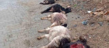 Diyarbakır'da sokak köpekleri 15 keçiyi telef etti