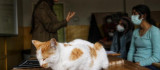 Diyarbakır'da tedavi edilen kediler, okulun maskotu oldu