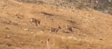 Diyarbakır'da yaban keçileri görüntülendi