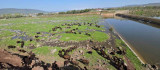 Elazığ'a bahar geldi, koyun sürüleri otlağa indi