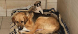 Elazığ Belediyesi Hayvan Hastanesi ve Bakım Evinde 5 binin üzerinde hayvan tedavi edildi