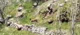 Elazığ'da dağ keçileri görüntülendi