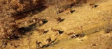 Elazığ'da dağ keçileri sürü halinde görüntülendi