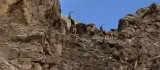 Elazığ'da dağ keçileri sürü halinde görüntülendi