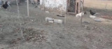 Elazığ'da köpekler kümese girdi, 37 tavuğu telef etti