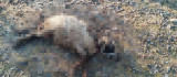 Elazığ'da köpeklerin saldırısına uğrayan 4 koyun telef oldu