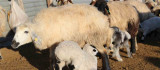 Elazığ'da koyun ve kuzuların renkli buluşması
