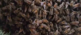 Elazığ'da oğul veren binlerce arı ilginç görüntü oluşturdu