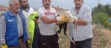 Elazığ'da tedavisi yapılan leylek, doğaya bırakıldı