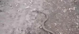 Elazığ'da vatandaşın yılanla diyaloğu gülümsetti