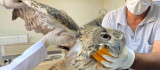 Elazığ'da yaralı bulunan kulaklı orman baykuşu tedavi altına alındı