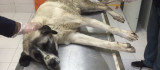 Elazığ'da yaralı köpeğe FÜ sahip çıktı