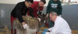 Fırat Üniversitesi Hayvan Hastanesi'nde bir yıl 7 bin 600 hayvan tedavi edildi