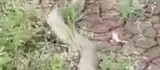 Isırığı bir insanı öldürmeye yeten koca engerek yılanı görüntülendi
