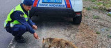 Jandarma ekibi tilkiyi elleri ile besledi