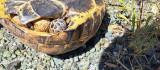 Kenelerin yapıştığı kaplumbağayı kurtardı