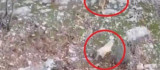 Köpeklerin domuz kovalamacası dron kamerasına yansıdı