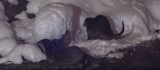 Koruma altında bulunan su samurları Munzur Çayı'nda görüntülendi