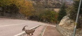 Koruma altındaki dağ keçileri kent merkezinde görüntülendi