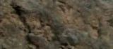 Koruma altındaki dağ keçileri tarihi ilçede görüntülendi